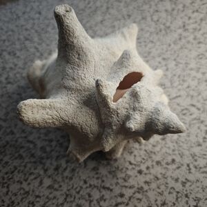 Natural Queen Conch Shell Decor